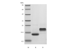 Recombinant Murine Eotaxin-2/CCL24