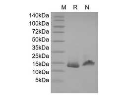 Recombinant Murine Mucosae-associated Epithelial Chemokine/CCL28