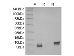 Recombinant Rat gamma-Interferon Inducible Protein 10/CXCL10
