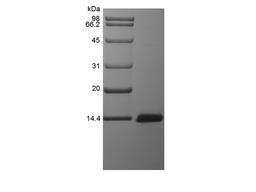 Recombinant Rat Monocyte Chemoattractant Protein 3/CCL7