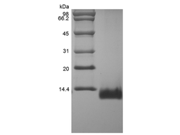 Recombinant Rat Eotaxin/CCL11