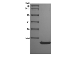 Recombinant Rat Thymus and Activation Regulated Chemokine/CCL17