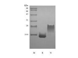 Recombinant Rat Eotaxin-2/CCL24