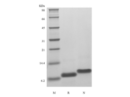Recombinant Human Epithelial Neutrophil Activating Peptide-78, 1-78 a.a./CXCL5