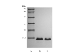 Recombinant Human Parathyroid Hormone-related Protein, 15N Stable Isotope Labeled