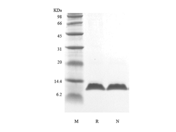 Recombinant Human Parathyroid Hormone 7-84, 15N Stable Isotope Labeled