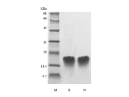 Recombinant Human Parathyroid Hormone 39-68