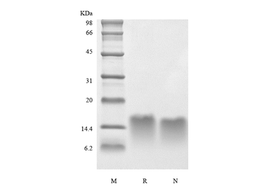 Recombinant Human Parathyroid Hormone 44-68