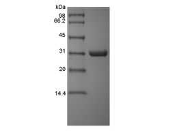 Recombinant Aeromonas Aminopeptidase