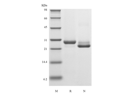 Recombinant Human Prostate-Specific Antigen/Kallikrein-3