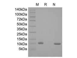Recombinant Human Macrophage Migration Inhibitory Factor