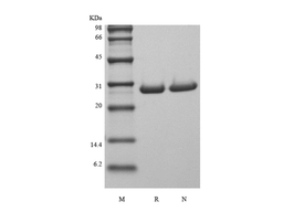 Recombinant Human Galectin-3