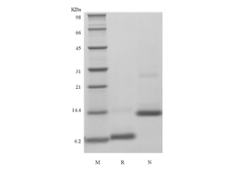 Recombinant Murine Uteroglobin