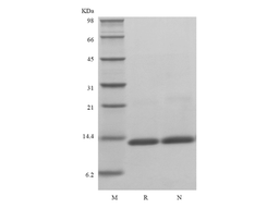 Recombinant Human Macrophage Migration Inhibitory Factor, His
