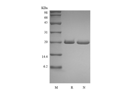 Recombinant Human Syndecan-4