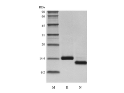 Recombinant Human Otoraplin