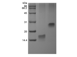 Recombinant Human Trefoil Factor 3