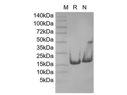 Recombinant Human Cyclin-Dependent Kinase Inhibitor 2A, Isoform 1-TAT
