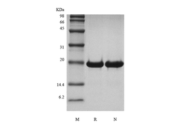 Recombinant Human Desert Hedgehog Cys23IleIle