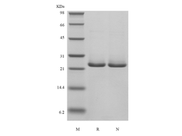 Recombinant Human B-cell Lymphoma 2