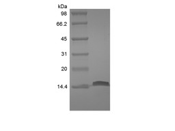 Recombinant Human Fatty-acid-binding Protein 2