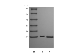 Recombinant Human Fatty-acid-binding Protein 6