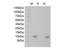 Recombinant Murine Migration Inhibitor Factor