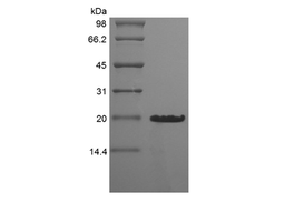 Recombinant Murine Desert Hedgehog Homolog Cys23IleIle