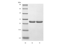 Recombinant Murine B-cell Lymphoma-extra Large
