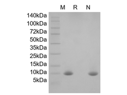 Recombinant Rat Migration Inhibitor Factor