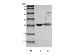 Recombinant Rat Cardiotrophin-1