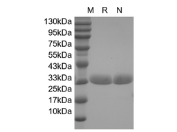 Recombinant Enhanced Green Fluorecence Protein