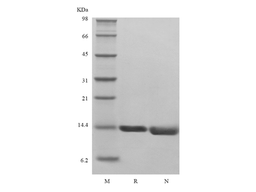 Recombinant Human Migration Inhibitor Factor, His, Avi