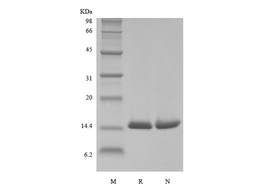 Biotinylated Recombinant Human Macrophage Migration Inhibitory Factor, His, Avi