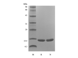 Recombinant Human Macrophage Migration Inhibitory Factor, Avi