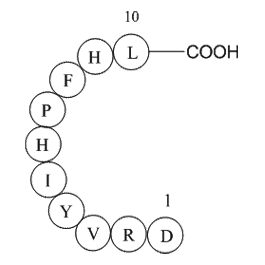 Angiotensin I (human, mouse, rat)