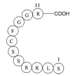 ANP (1-11), rat