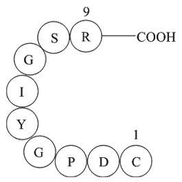 Laminin (925-933)