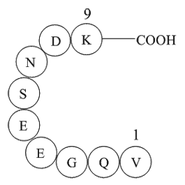 β-Interleukin I (163-171), human