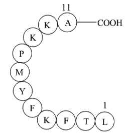 Interleukin II (60-70)