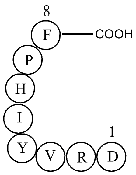 Angiotensin II
