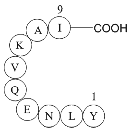 ferritin heavy chain fragment [Multiple species]