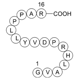 Immunoglobulin M heavy chain (IGHM) fragment [Homo sapiens]