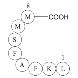 Influenza A virus fragment