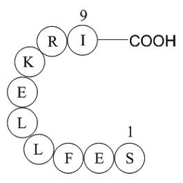 Large T antigen - rhesus polyomavirus 560-568