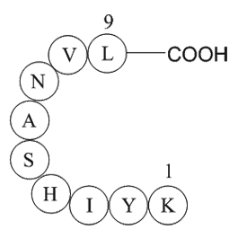 MAP kinase fragment [Multiple species]