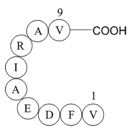 Rac GTPase fragment