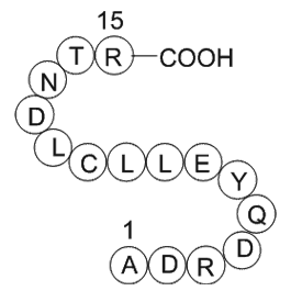 transferrin fragment