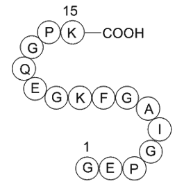 type II collagen fragment