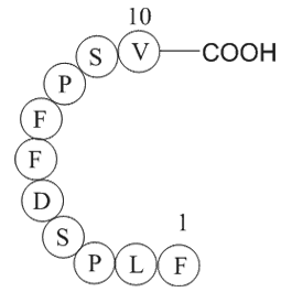 HBcAg [Hepatitis B virus] (18-27)